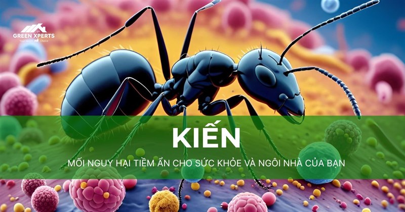 KIẾN – MỐI NGUY HẠI TIỀM ẨN CHO SỨC KHỎE VÀ NGÔI NHÀ CỦA BẠN