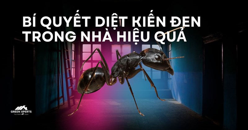 BÍ QUYẾT DIỆT KIẾN ĐEN TRONG NHÀ HIỆU QUẢ – AN TOÀN VÀ ĐƠN GIẢN VỚI GREEN XPERTS