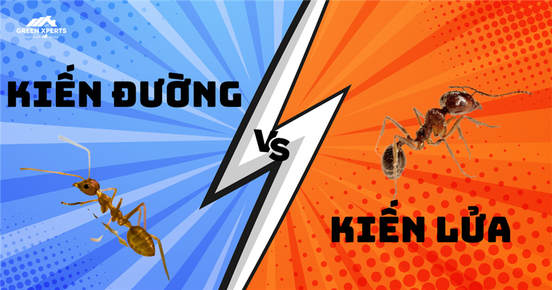 KIẾN ĐƯỜNG VS KIẾN LỬA – NHẬN DIỆN VÀ CÁCH XỬ LÝ AN TOÀN