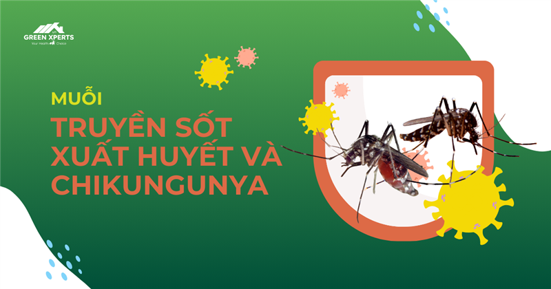 MUỖI TRUYỀN SỐT XUẤT HUYẾT VÀ CHIKUNGUNYA: NGUỒN GỐC, ĐẶC ĐIỂM VÀ CÁCH PHÒNG NGỪA HIỆU QUẢ