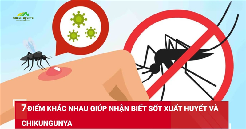 7 ĐIỂM KHÁC BIỆT GIỮA BỆNH CHIKUNGUNYA VÀ SỐT XUẤT HUYẾT – CÁCH NHẬN BIẾT VÀ PHÒNG NGỪA