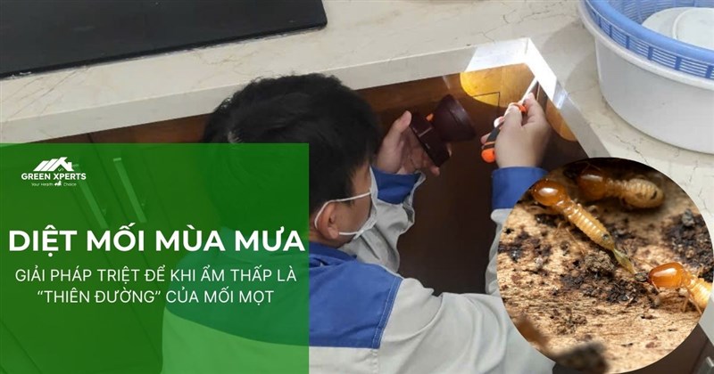 DIỆT MỐI MÙA MƯA – GIẢI PHÁP TRIỆT ĐỂ KHI ẨM THẤP LÀ “THIÊN ĐƯỜNG” CỦA MỐI MỌT