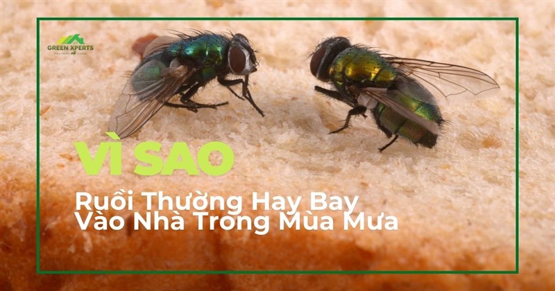 VÌ SAO RUỒI THƯỜNG HAY BAY VÀO NHÀ TRONG MÙA MƯA?