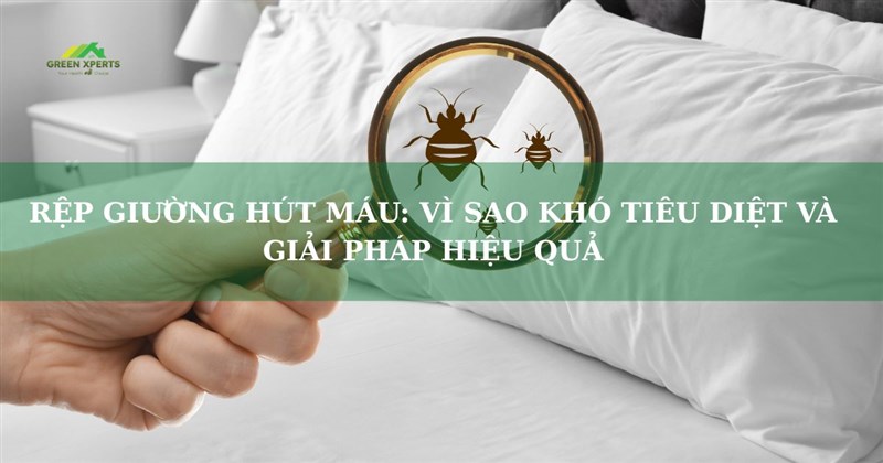 RỆP GIƯỜNG HÚT MÁU: VÌ SAO KHÓ TIÊU DIỆT VÀ GIẢI PHÁP HIỆU QUẢ