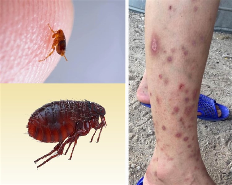 BỌ CHÉT TRONG KHO HÀNG – NGUY CƠ TIỀM ẨN KHI MÈO LẠ XÂM NHẬP