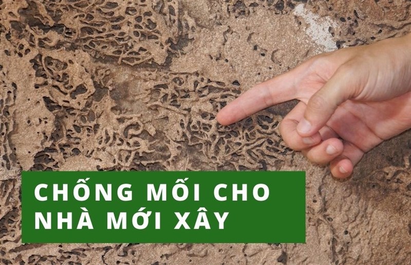 Cách Phòng Chống Mối Khi Xây Nhà