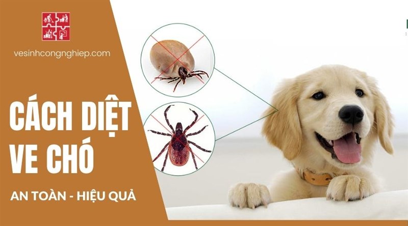  "Chó Bị Ve - Nguyên Nhân, Biểu Hiện và Bí Quyết Tiêu Diệt An Toàn với Greenxperts Việt Nam"