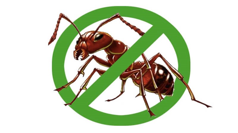 Tác động của biến đổi khí hậu đối với dịch vụ diệt kiến