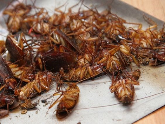  VÌ SAO NÊN CHỌN DIỆT GIÁN CỦA GREENXPERTS ?