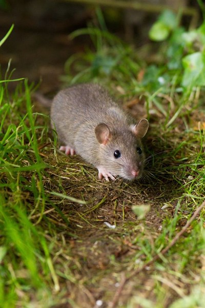 dịch vụ diệt chuột của GreenXperts an toàn - hiệu quả