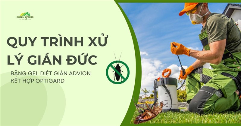 QUY TRÌNH XỬ LÝ GIÁN ĐỨC BẰNG GEL DIỆT GIÁN ADVION KẾT HỢP OPTIGARD